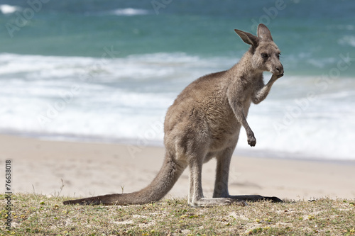 Red Kangaroo on the beach,  Australia