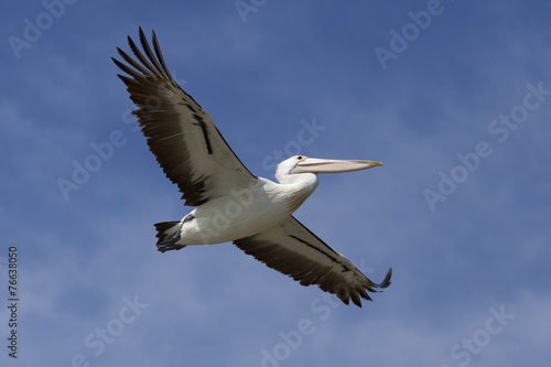 Flying pelican