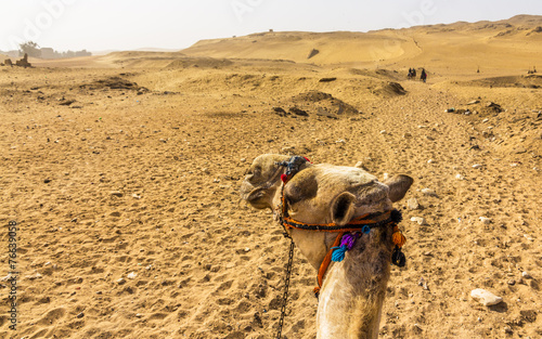 Sahara as seen by a camel rider - Egypt