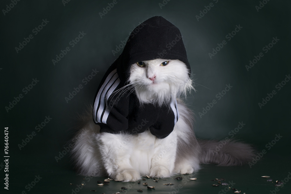 dangerous cat rough jacket with a hood on a dark background Photos | Adobe  Stock