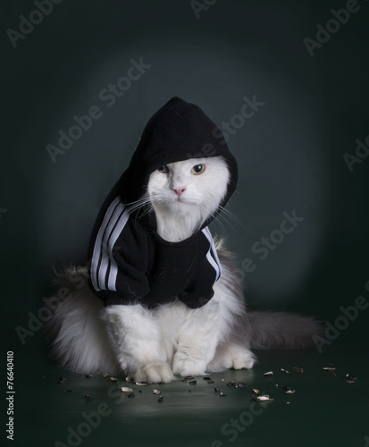 dangerous cat rough jacket with a hood on a dark background