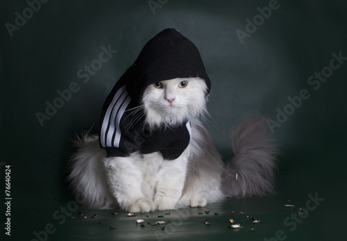 dangerous cat rough jacket with a hood on a dark background