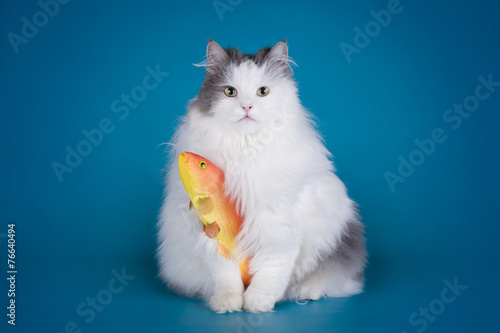 cat caught a goldfish isolated on a blue background