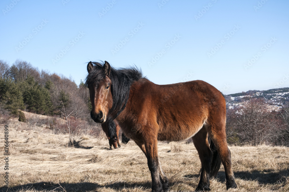 Obraz premium Highland mules grazing on winter mountain meadow