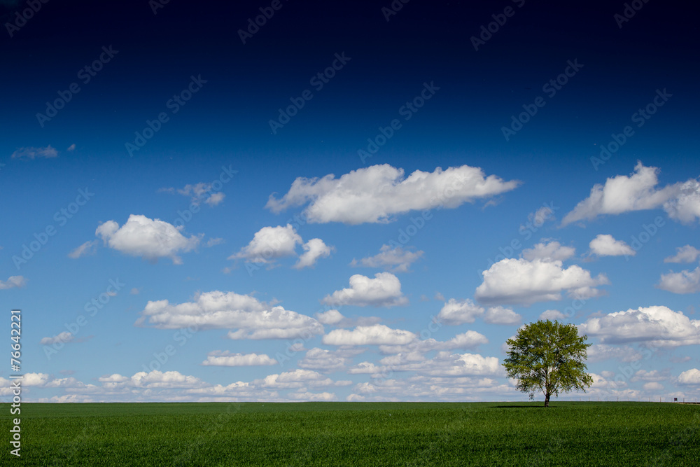 Fototapeta premium lonely tree