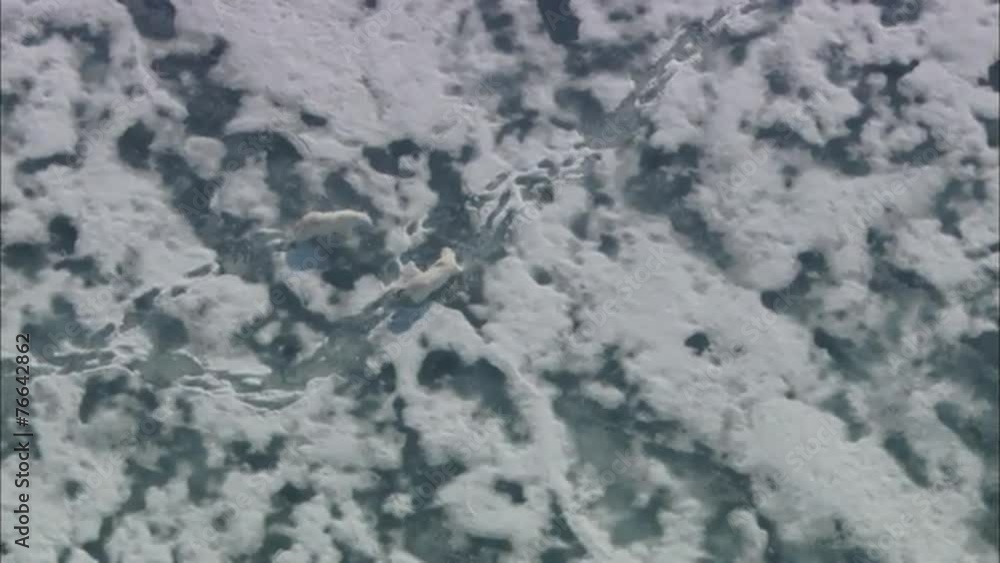 Polar Bear Arctic Tundra