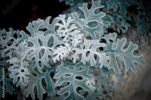 Top view of dusty miller plant photo