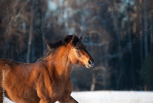 Horse in winter