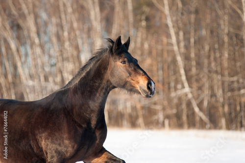 Horse in winter closeup