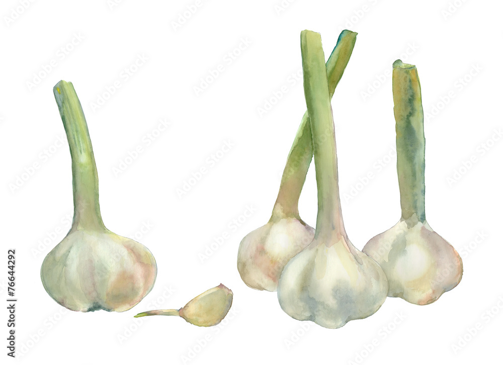 watercolor painting garlic