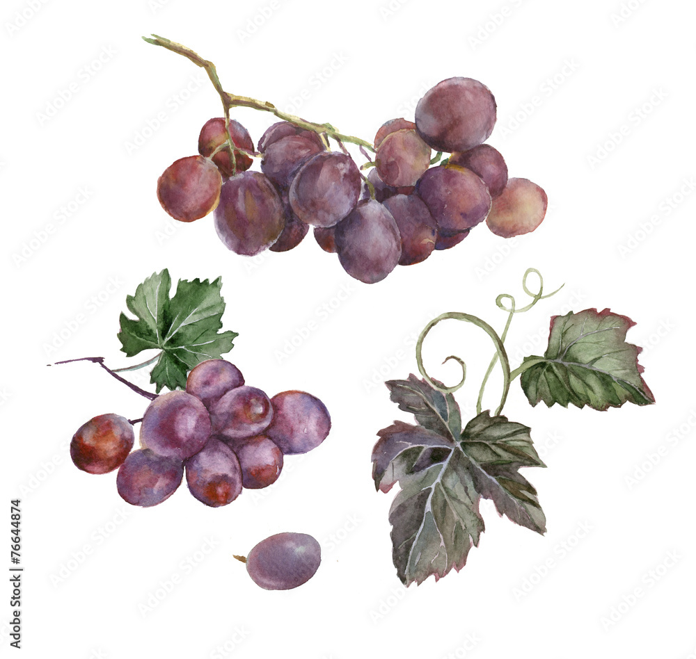 Fototapeta premium watercolor bunch of red grapes