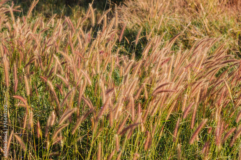 Fototapeta premium grass flower