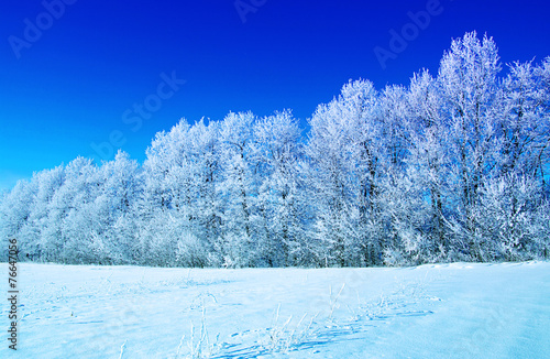 Frosted trees