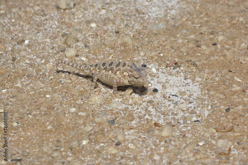 Desert Chameleon  Namib Desert near Swakopmund  Namibia  Africa