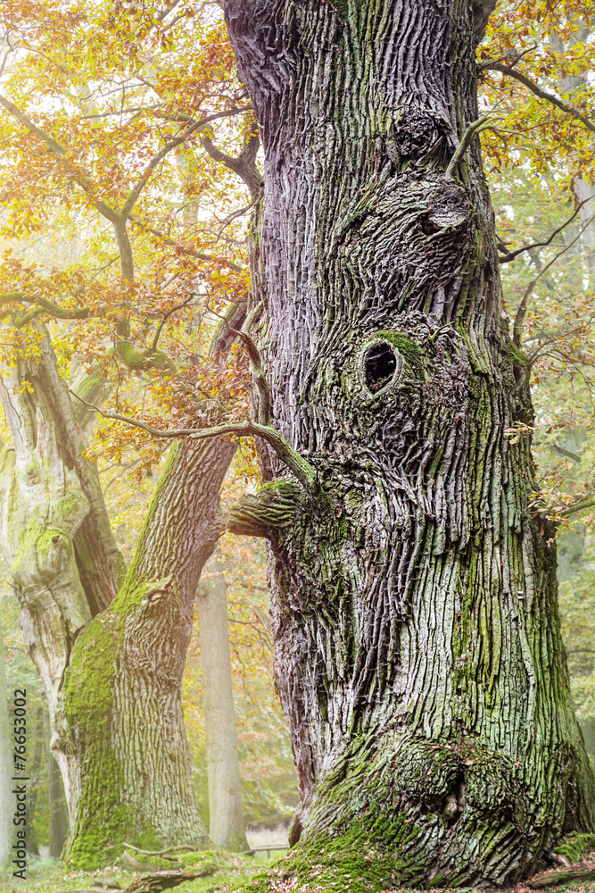 Obraz premium HDR shoot of an very old oak