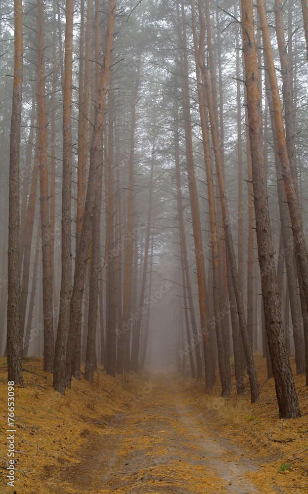 Obraz premium Pines in the forest with morning