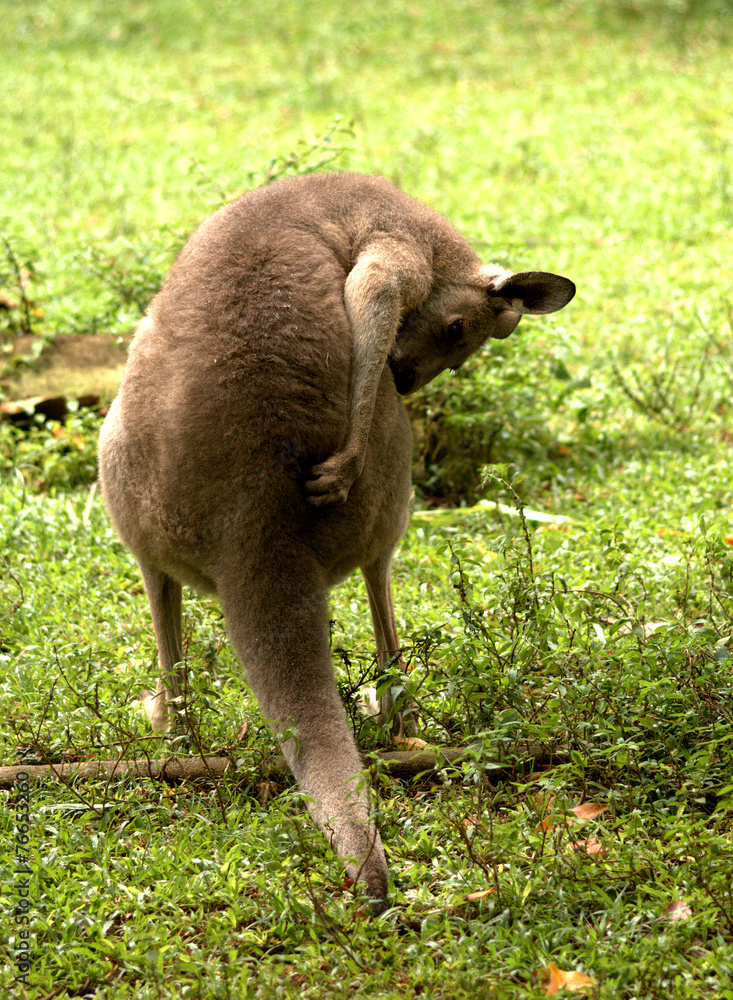 Obraz premium Grey kangaroo, Singapore