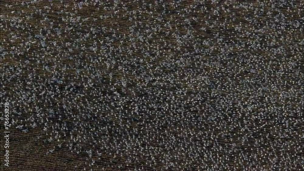 Birds Flock Farmland Birds Flock Farmland
