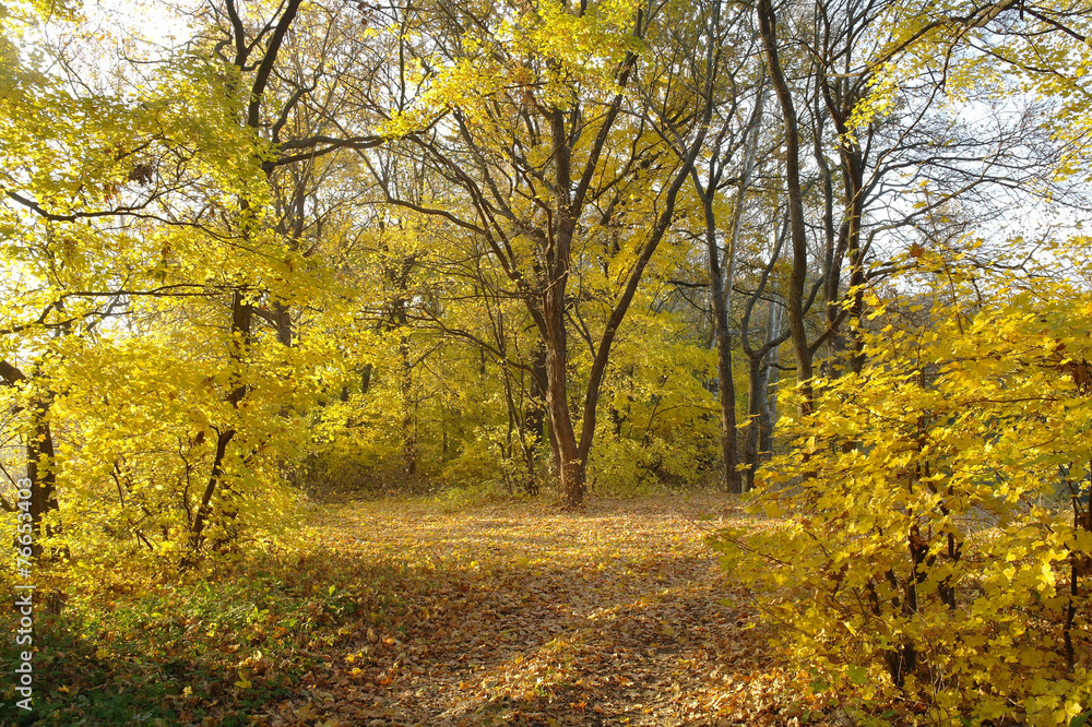 forest in autumn