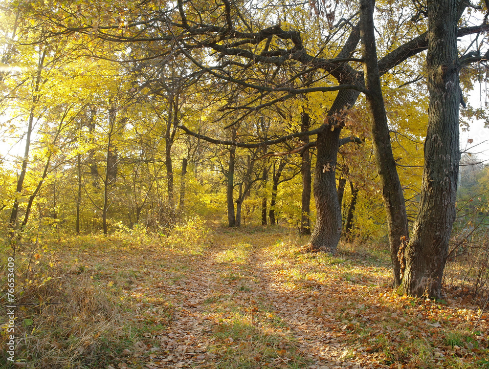 Fototapeta premium forest in autumn