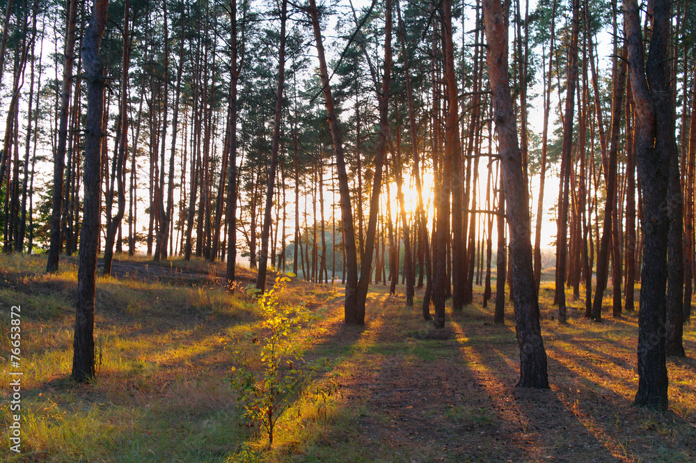 Forest illuminated by the evening sun Forest illuminated by the evening sun