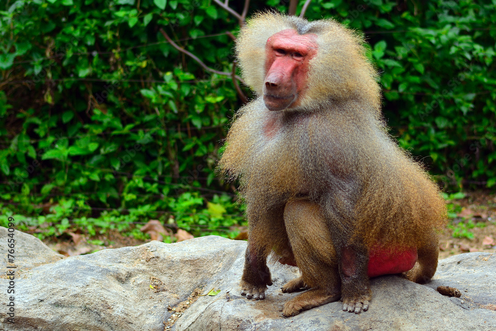 Naklejka premium Hamadryas baboon, Singapore