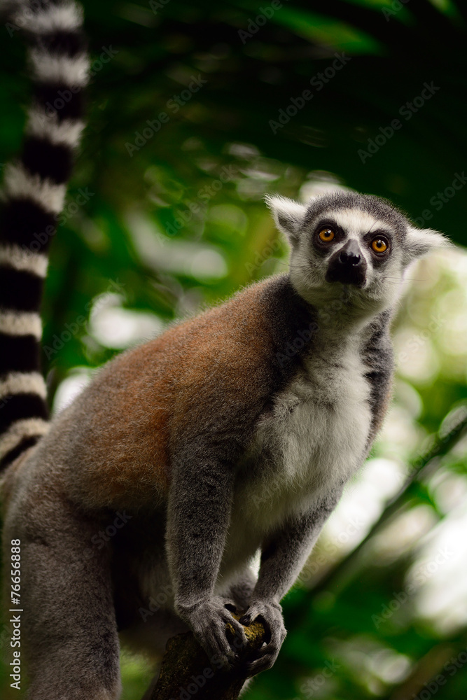 Fototapeta premium Ring-tailed lemur, Singapore