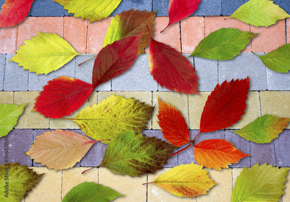 image of autumn leaves on the road image of autumn leaves on the road