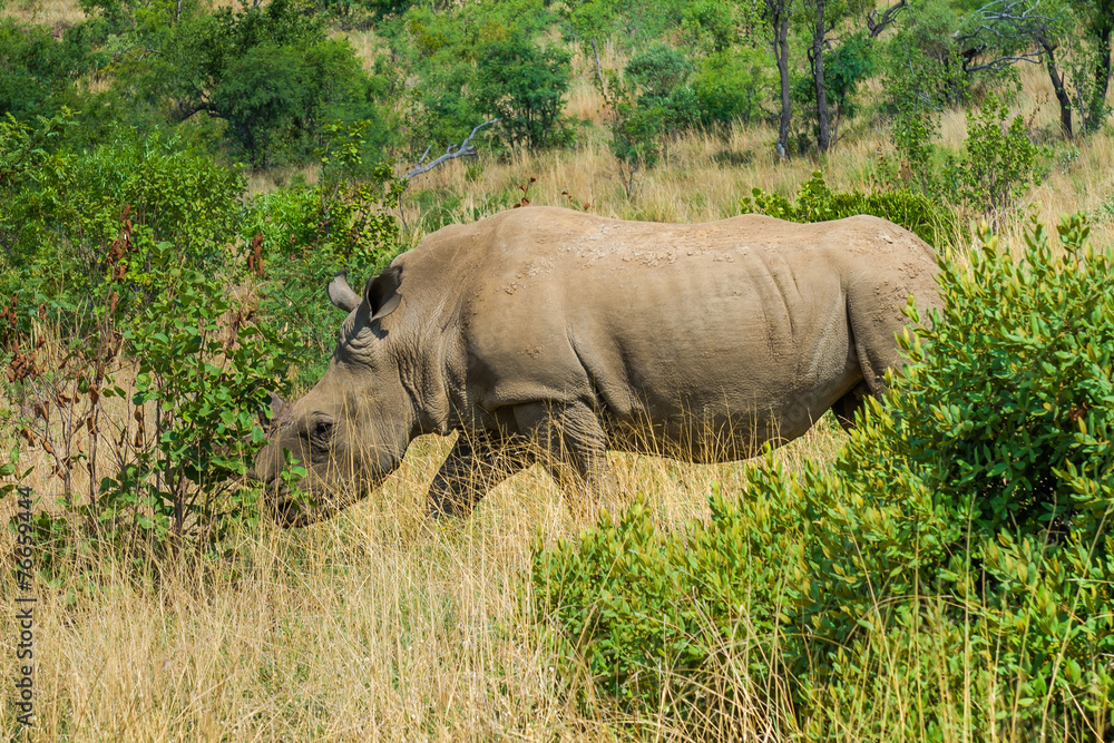 Fototapeta premium Rhinoceros, Pilanesberg national park. South Africa.