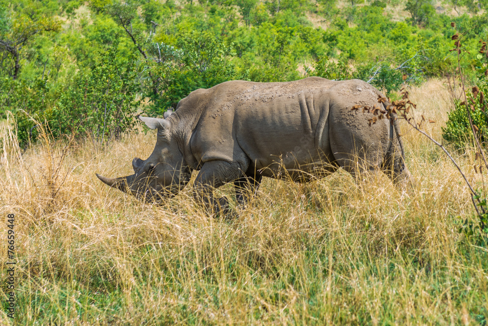 Fototapeta premium Rhinoceros, Pilanesberg national park. South Africa.
