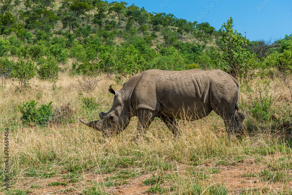 Rhinoceros, Pilanesberg national park. South Africa. Rhinoceros, Pilanesberg national park. South Africa.