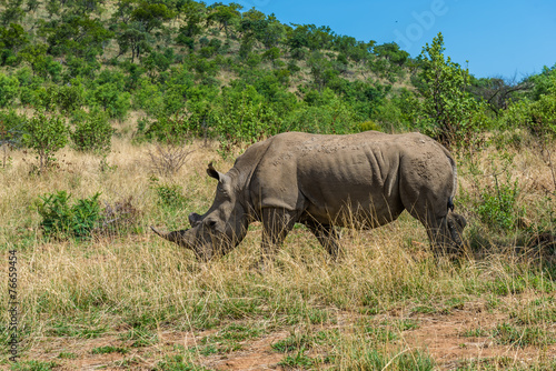 Rhinoceros  Pilanesberg national park. South Africa.