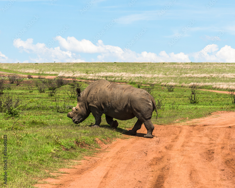 Rhinoceros, Pilanesberg national park. South Africa. Rhinoceros, Pilanesberg national park. South Africa.