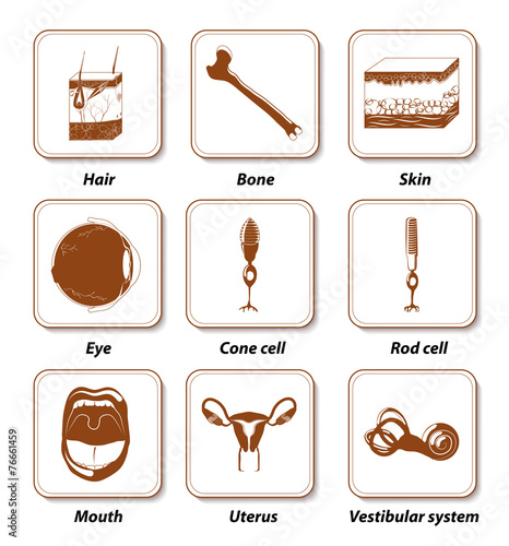icons of human organs