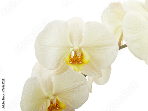Cream orchid flower isolated on white background
