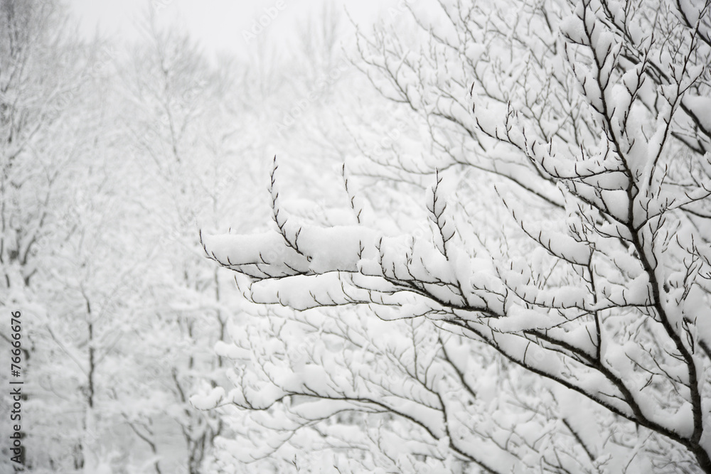 Snow covered branches, cloudy weather