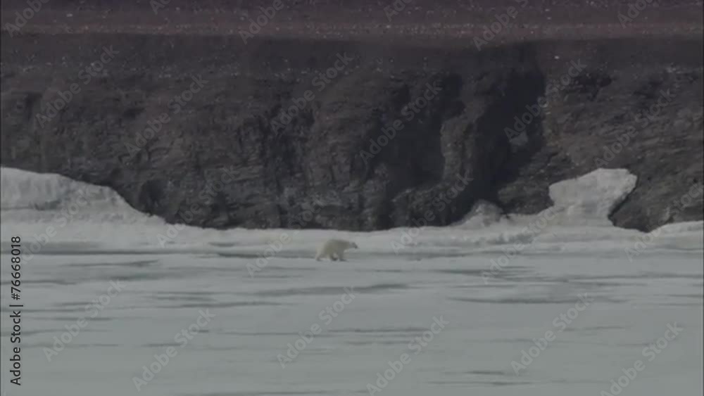 Polar Bears Near Coastline Polar Bears Near Coastline