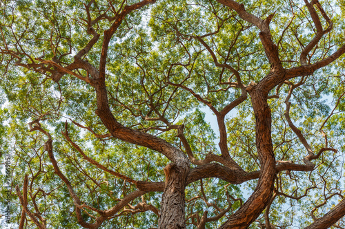 patten of branch. Big Samanea saman tree © sarayuth3390