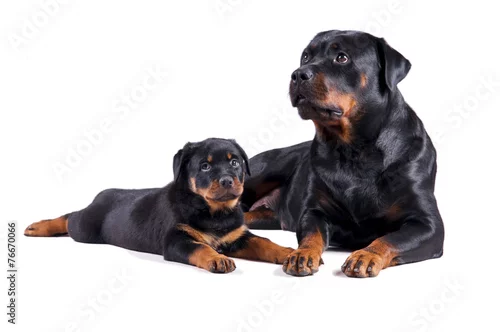 Fototapeta na wymiar Matka rottweiler i szczeniaczek