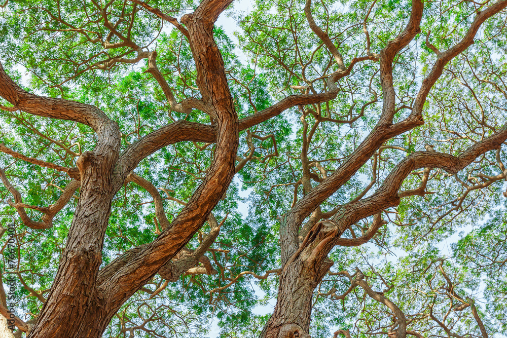 Fototapeta premium patten of branch. Big Samanea saman tree