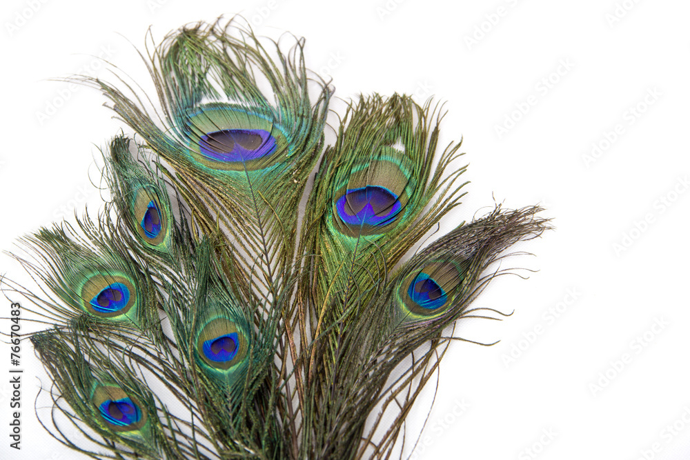 Obraz premium peacock feathers isolated white background