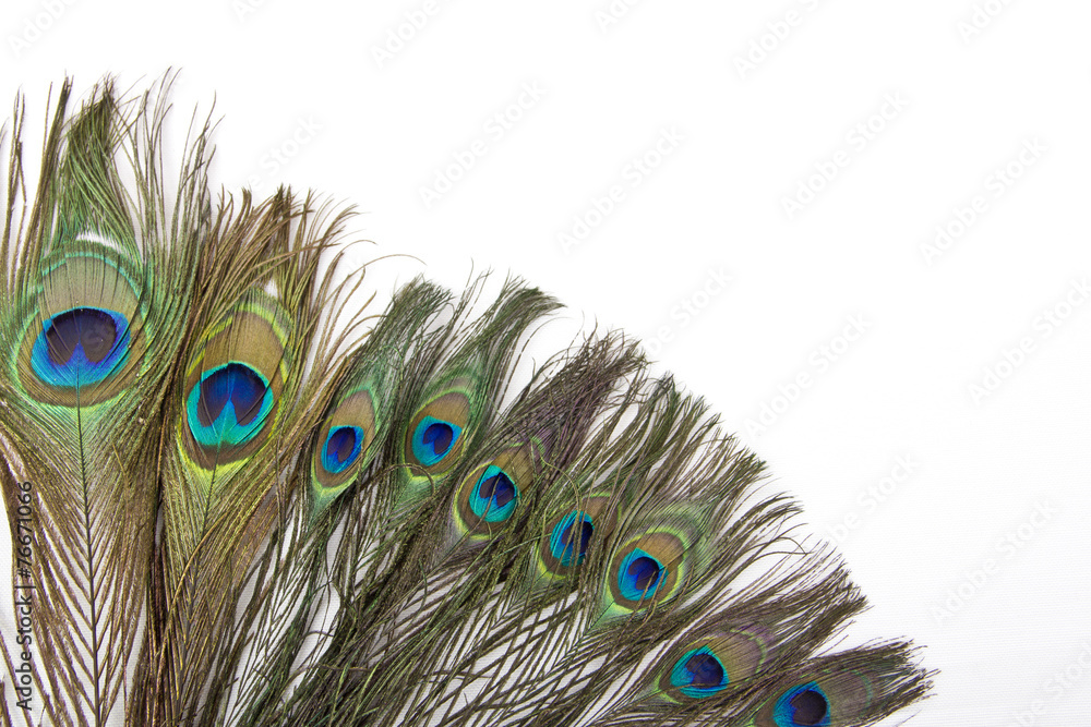 Fototapeta premium peacock feathers isolated white background