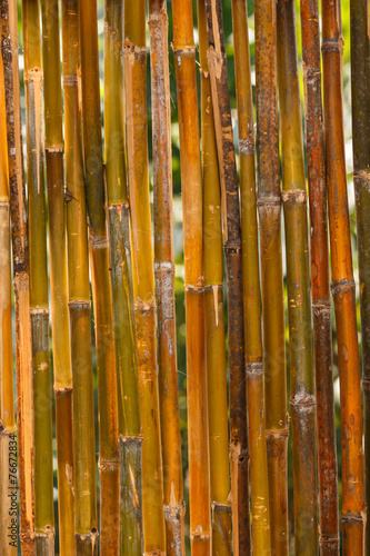 Bamboo fence texture