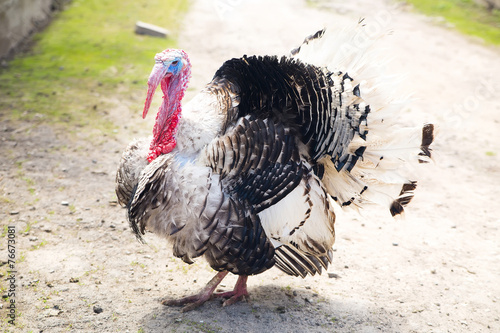 thanksgiving turkey strutting his stuff
