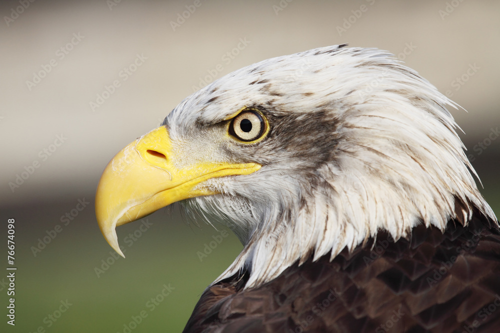 bald eagle bald eagle