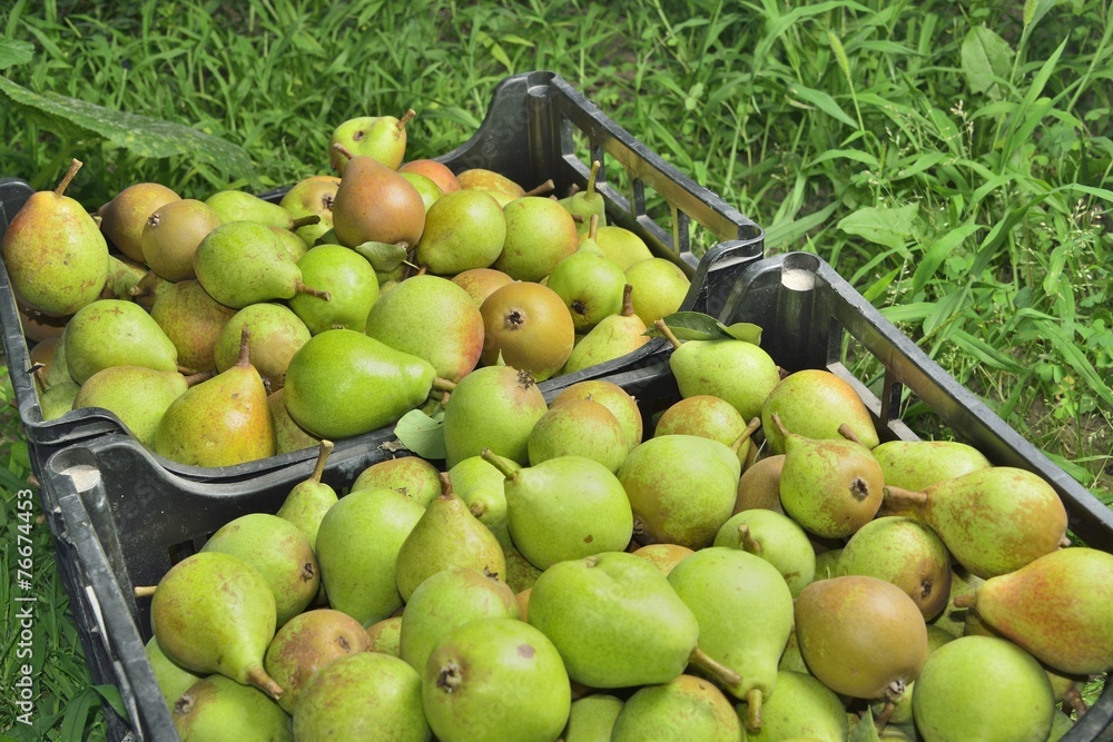 sale boxes with pears sale boxes with pears