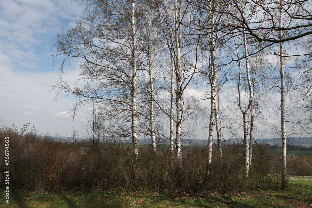 Birch grove in Norh Bohemia, Czech Republic. Birch grove in Norh Bohemia, Czech Republic.