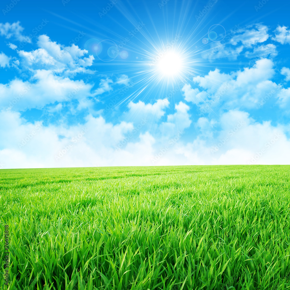 Obraz premium green like a meadow in the sun