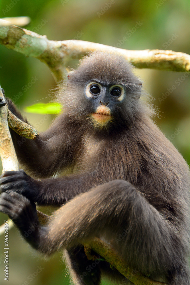 Fototapeta premium Dusky leaf monkey, Penang, Malaysia