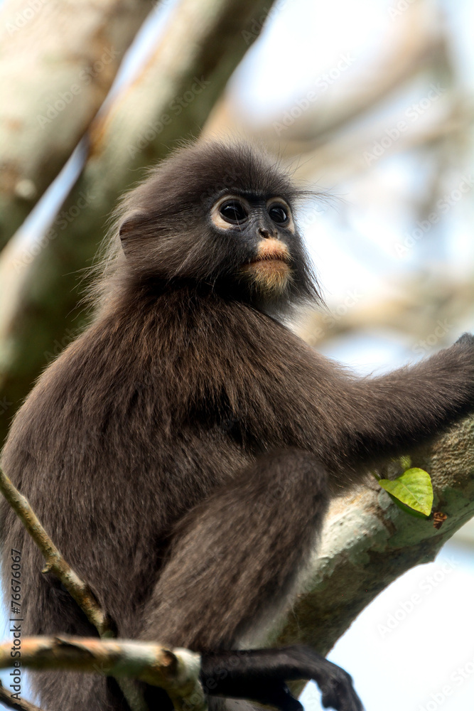 Fototapeta premium Dusky leaf monkey, Penang, Malaysia